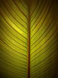 Backlit Calla Lily Leaf_01523